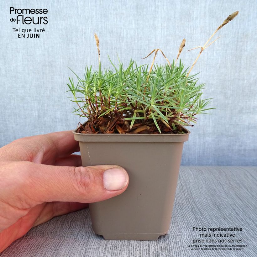 Amostra de Dianthus gratianopolitanus Eydangeri Vaso de 8/9 cm tal como entregue no verão