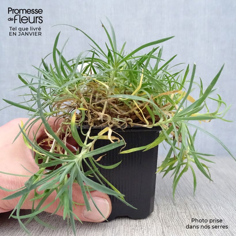 Amostra de Dianthus gratianopolitanus Eydangeri - Oeillet de pentecôte Vaso de 8/9 cm tal como entregue no inverno