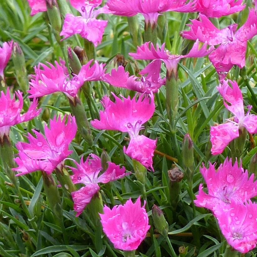Dianthus gratianopolitanus Kahori (Floração)