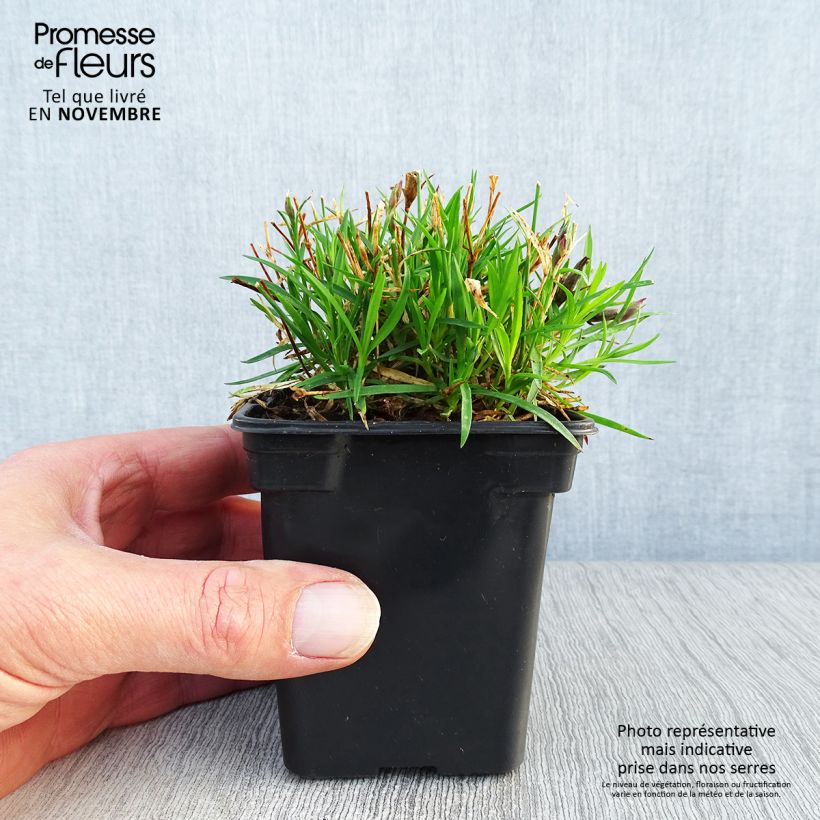 Amostra de Dianthus gratianopolitanus Kahori Vaso de 7/8 cm tal como entregue no outono