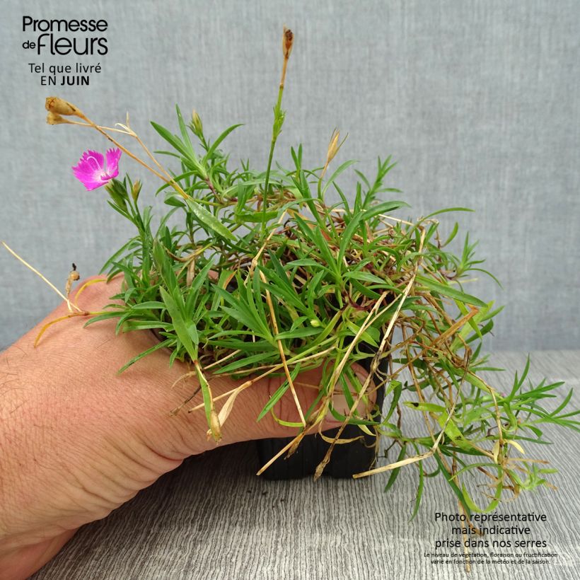 Amostra de Dianthus gratianopolitanus Kahori Vaso de 7/8 cm tal como entregue no verão