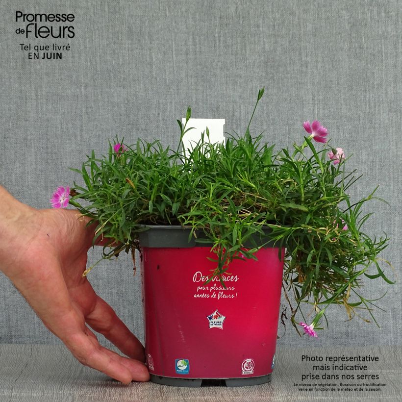 Amostra de Dianthus gratianopolitanus Kahori Vaso de 2 L/3 L tal como entregue no verão