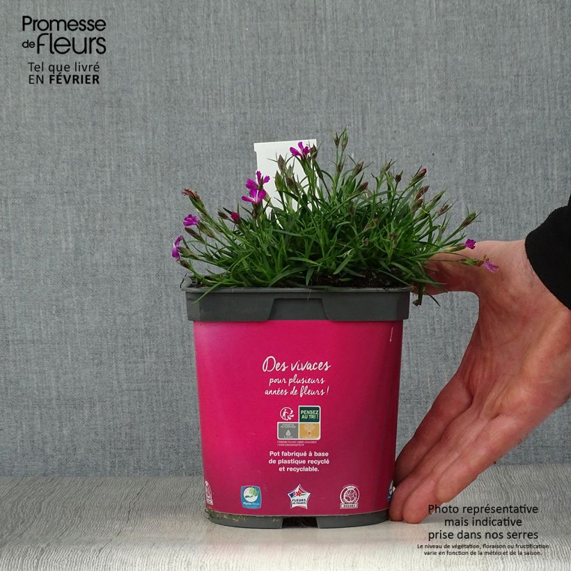 Amostra de Dianthus gratianopolitanus Kahori - Œillet de pentecôte Vaso de 2 L/3 L tal como entregue no inverno