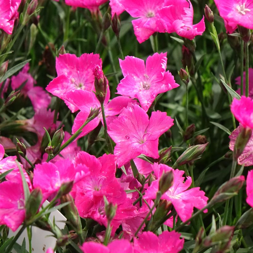 Dianthus gratianopolitanus Kahori (Floração)