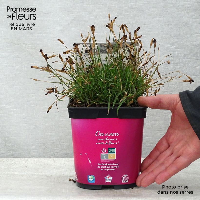 Amostra de Dianthus gratianopolitanus Kahori Vaso de 2 L/3 L tal como entregue na primavera