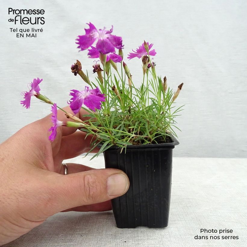Amostra de Dianthus gratianopolitanus Kahori Vaso de 7/8 cm tal como entregue na primavera