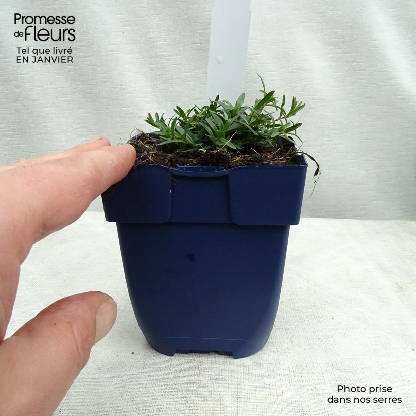 Amostra de Dianthus gratianopolitanus Splendens, Oeillet de Pentecôte Vaso de 8/9 cm tal como entregue no inverno