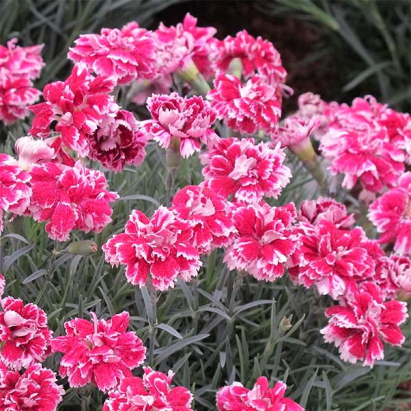 Dianthus gratianopolitanus Whatfield Gem (Floração)