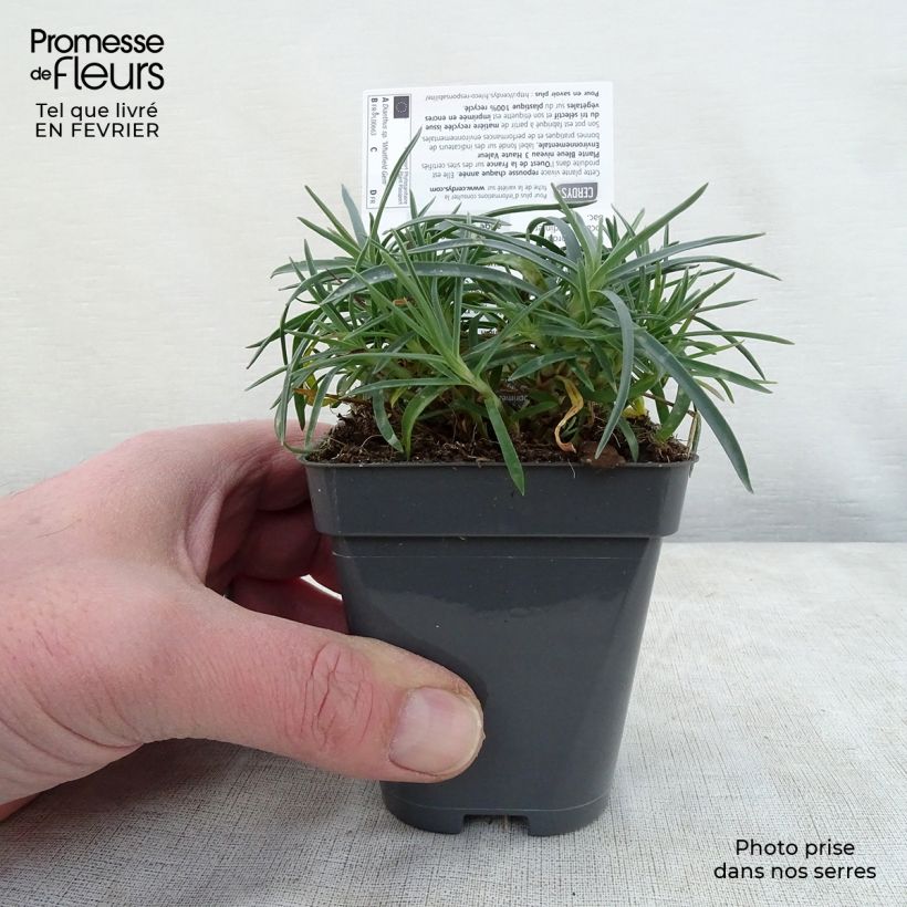 Amostra de Dianthus gratianopolitanus Whatfield Gem - Oeillet de Grenoble Vaso de 8/9 cm tal como entregue no inverno