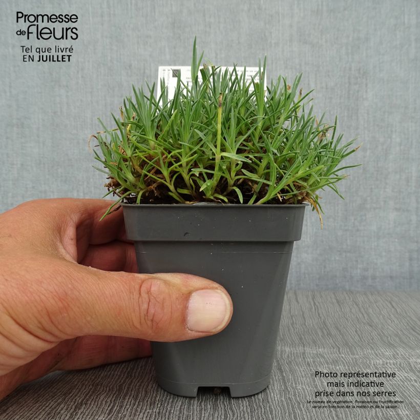 Amostra de Dianthus gratianopolitanus Whatfield Gem Vaso de 8/9 cm tal como entregue no verão