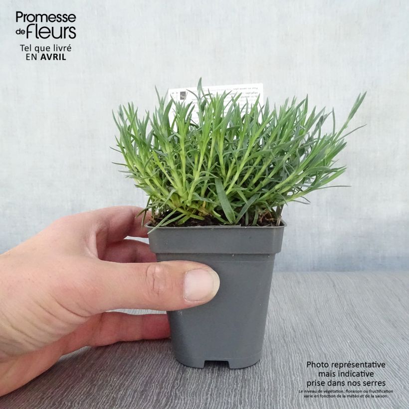 Amostra de Dianthus gratianopolitanus Whatfield Gem Vaso de 8/9 cm tal como entregue na primavera