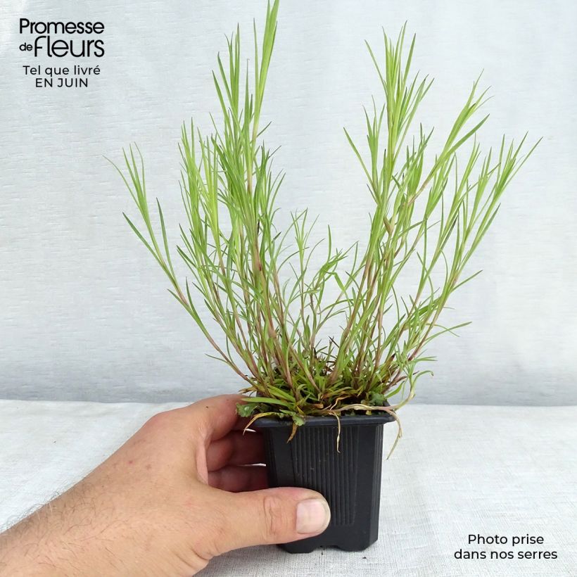 Amostra de Dianthus knappii Vaso de 8/9 cm tal como entregue no verão