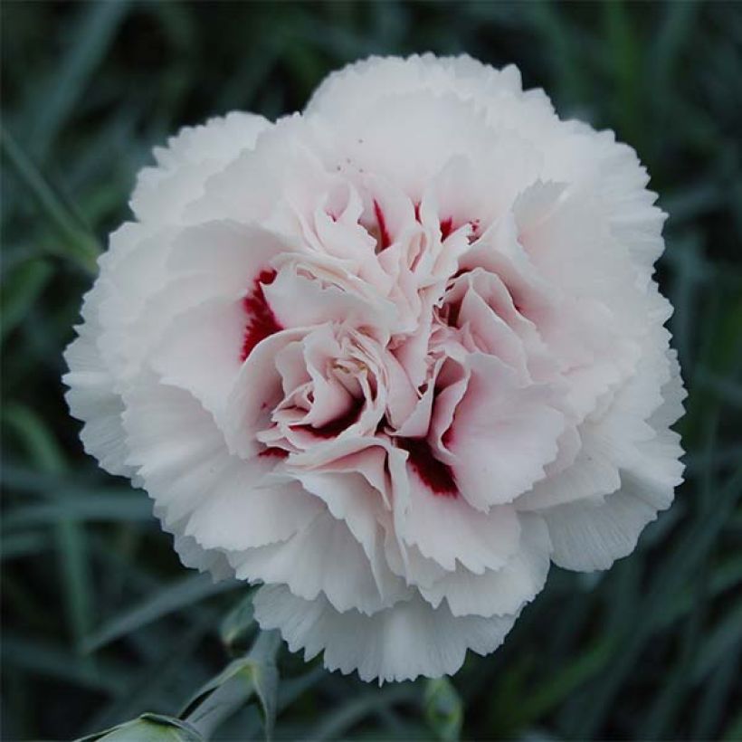 Dianthus plumarius Cranmere Pool (Floração)