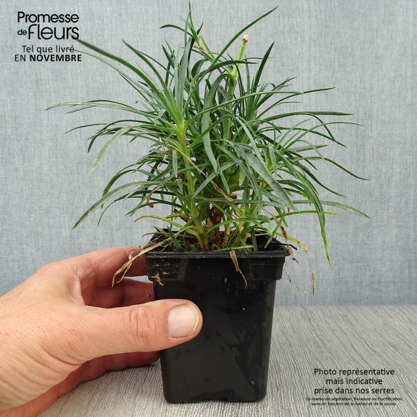 Amostra de Dianthus plumarius Cranmere Pool Vaso de 7/8 cm tal como entregue no outono