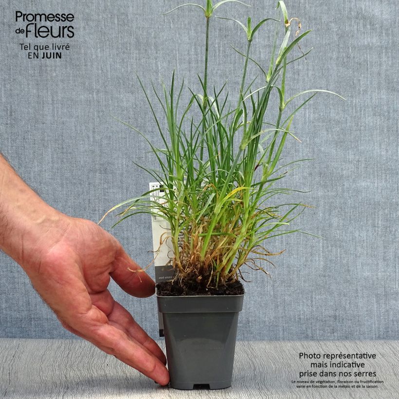 Amostra de Dianthus plumarius Cranmere Pool Vaso de 7/8 cm tal como entregue no verão