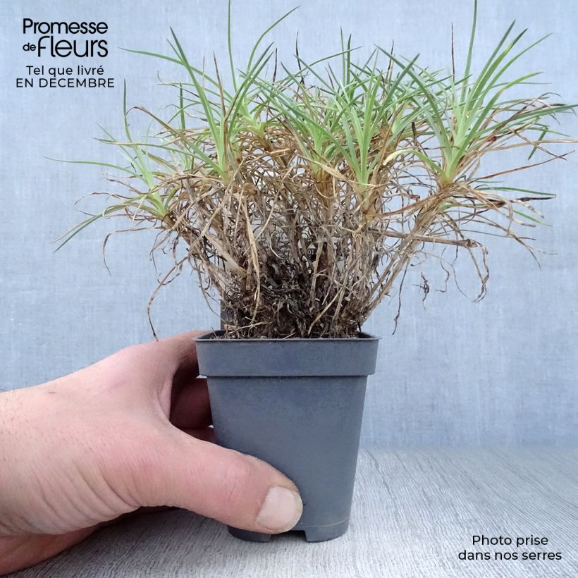 Amostra de Dianthus plumarius Cranmere Pool - Oeillet mignardise Vaso de 7/8 cm tal como entregue no inverno