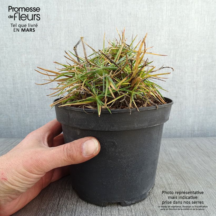 Amostra de Dianthus plumarius Cranmere Pool - Oeillet mignardise Vaso de 2 L/3 L tal como entregue no inverno
