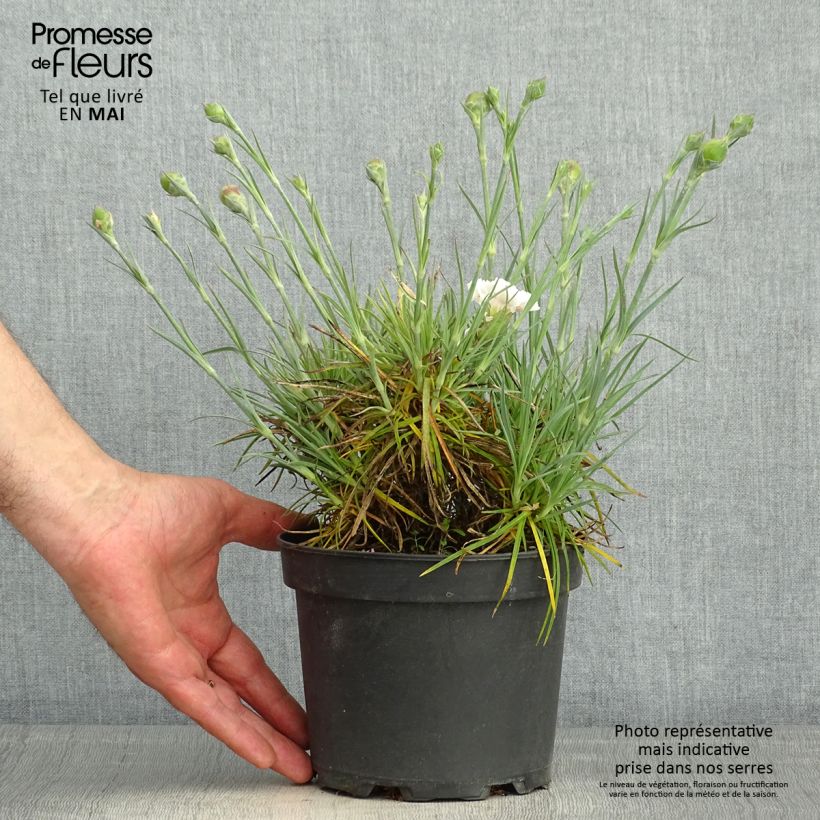 Amostra de Dianthus plumarius Cranmere Pool Vaso de 2 L/3 L tal como entregue na primavera