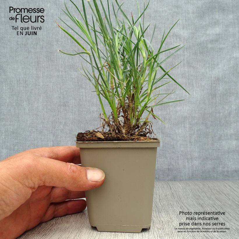Amostra de Dianthus plumarius David Vaso de 8/9 cm tal como entregue no verão