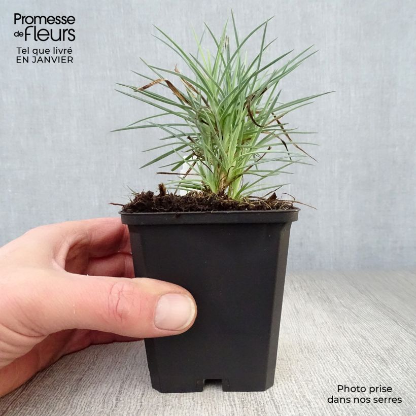 Amostra de Dianthus plumarius David - Oeillet mignardise rouge vif. Vaso de 8/9 cm tal como entregue no inverno