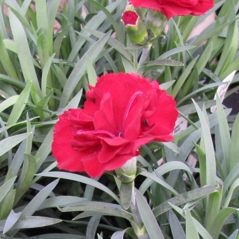 Dianthus plumarius Desmond (Floração)