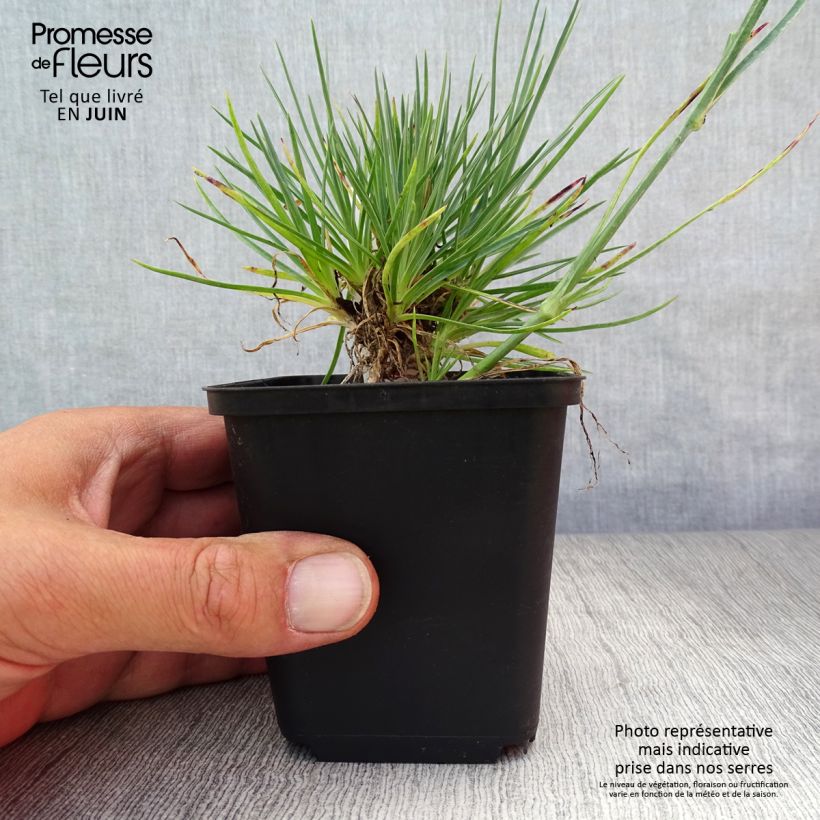 Amostra de Dianthus plumarius Desmond Vaso de 8/9 cm tal como entregue no verão