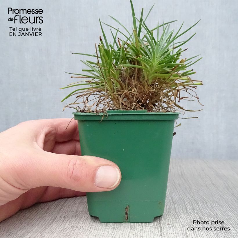 Amostra de Dianthus plumarius Desmond - Oeillet mignardise rouge foncé Vaso de 8/9 cm tal como entregue no inverno