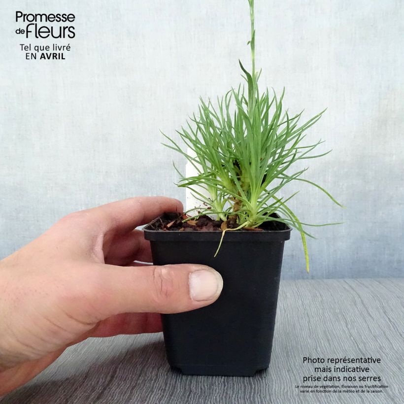 Amostra de Dianthus plumarius Desmond Vaso de 8/9 cm tal como entregue na primavera