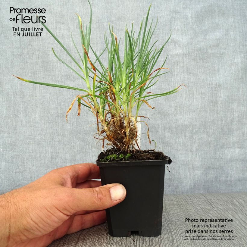 Amostra de Dianthus plumarius Devon Cream Vaso de 8/9 cm tal como entregue no verão