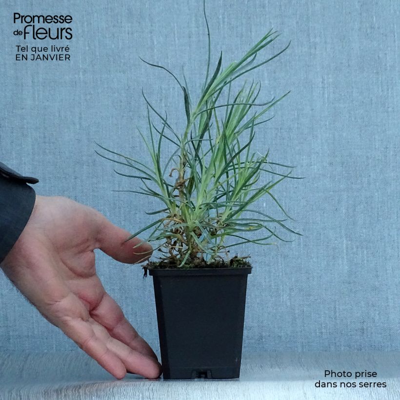 Amostra de Dianthus plumarius Devon Cream - Oeillet mignardise Vaso de 8/9 cm tal como entregue no inverno