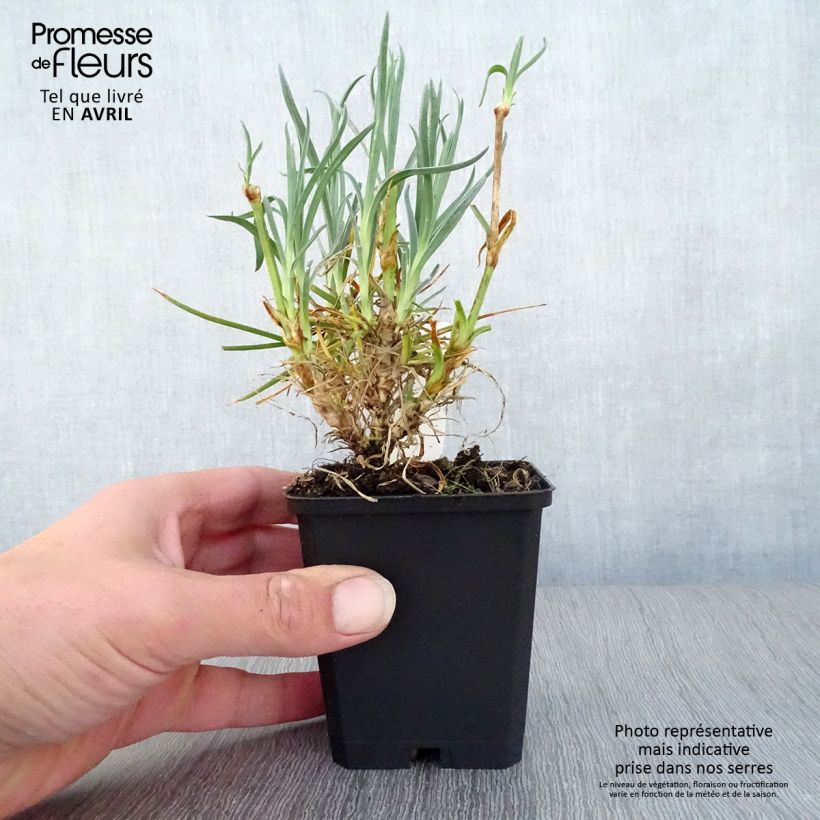 Amostra de Dianthus plumarius Devon Cream Vaso de 8/9 cm tal como entregue na primavera