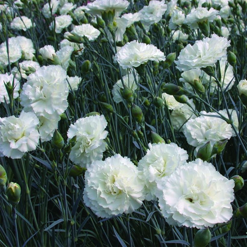 Dianthus plumarius Devon Dove (Floração)