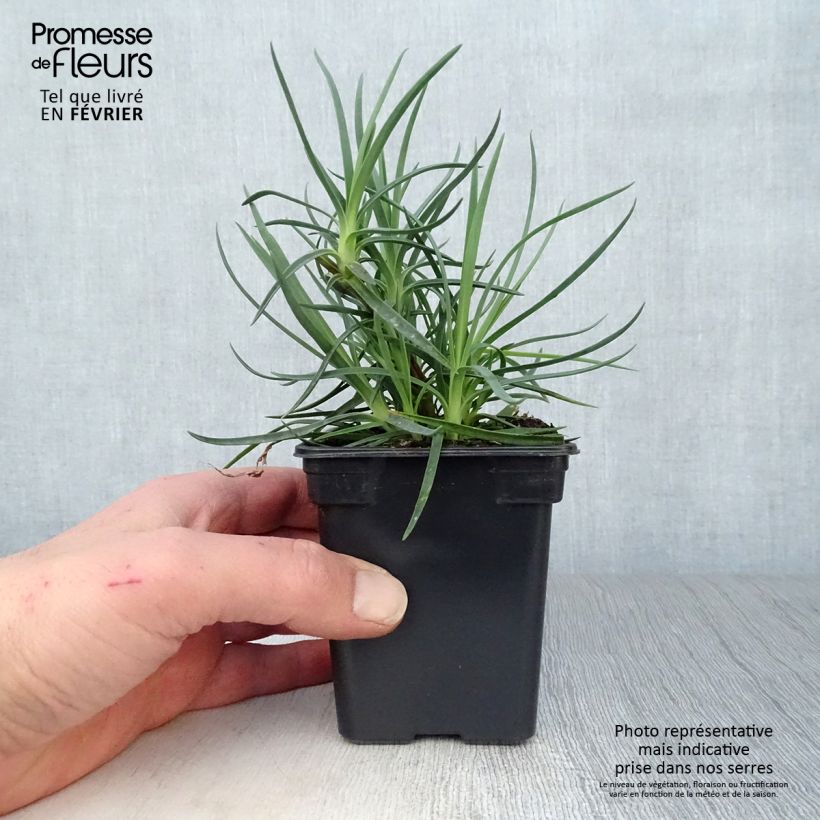 Amostra de Dianthus plumarius Devon Dove - Oeillet mignardise. Vaso de 7/8 cm tal como entregue no inverno