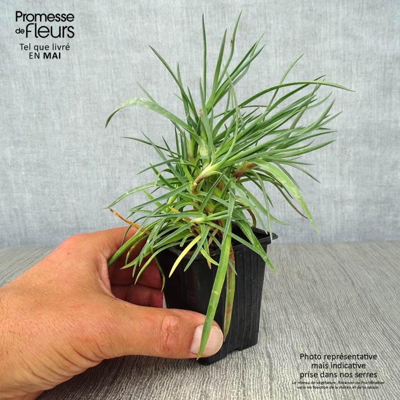 Amostra de Dianthus plumarius Devon Dove Vaso de 7/8 cm tal como entregue na primavera