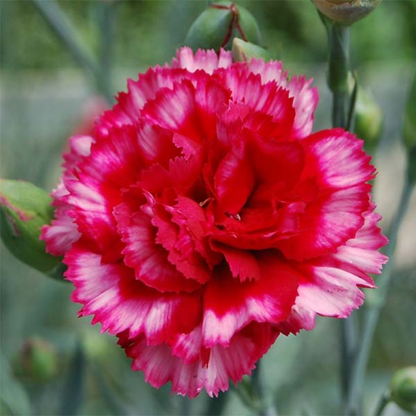 Dianthus plumarius Devon Magic (Floração)