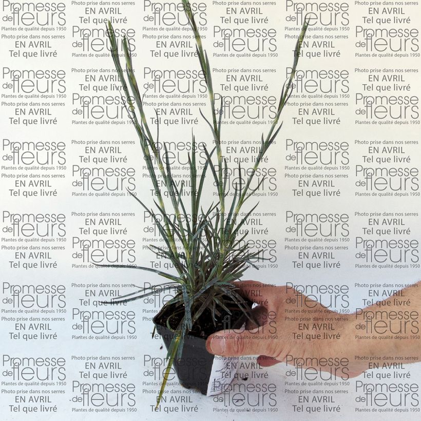 Exemplo de amostra de Dianthus plumarius Devon Magic - Oeillet mignardise Vaso de 8/9 cm tal como entregue