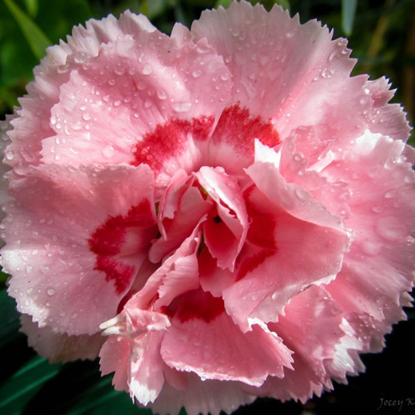 Dianthus plumarius Doris (Floração)