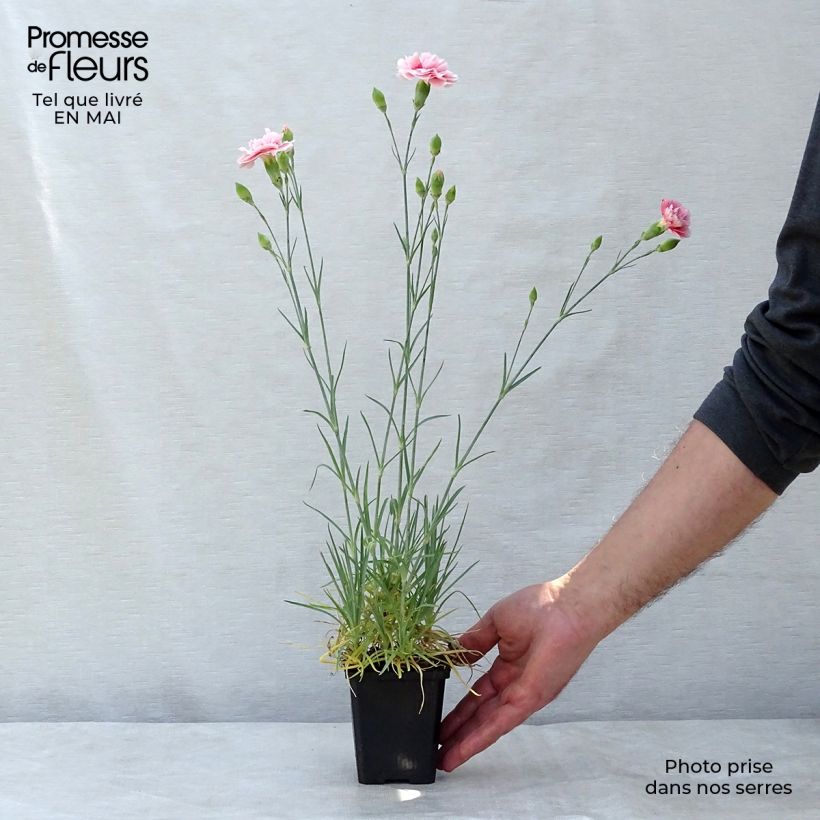 Amostra de Dianthus plumarius Doris Vaso de 8/9 cm tal como entregue na primavera