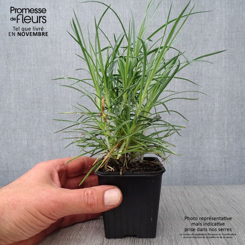 Amostra de Dianthus plumarius Doris Vaso de 8/9 cm tal como entregue no outono