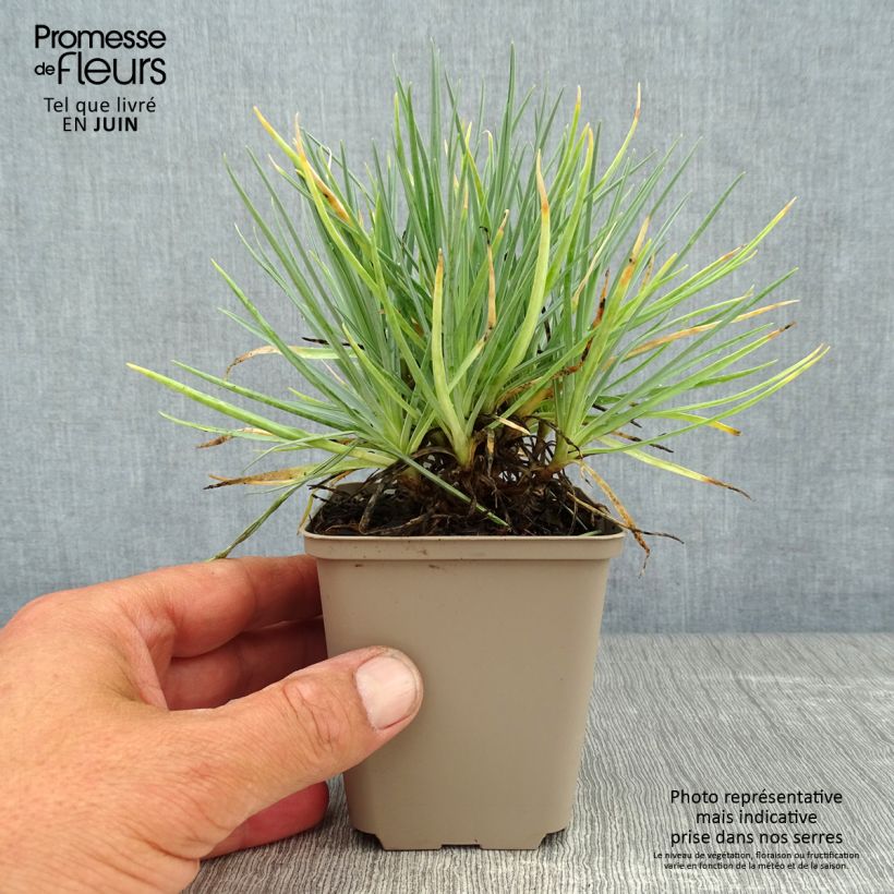 Amostra de Dianthus plumarius Doris Vaso de 8/9 cm tal como entregue no verão