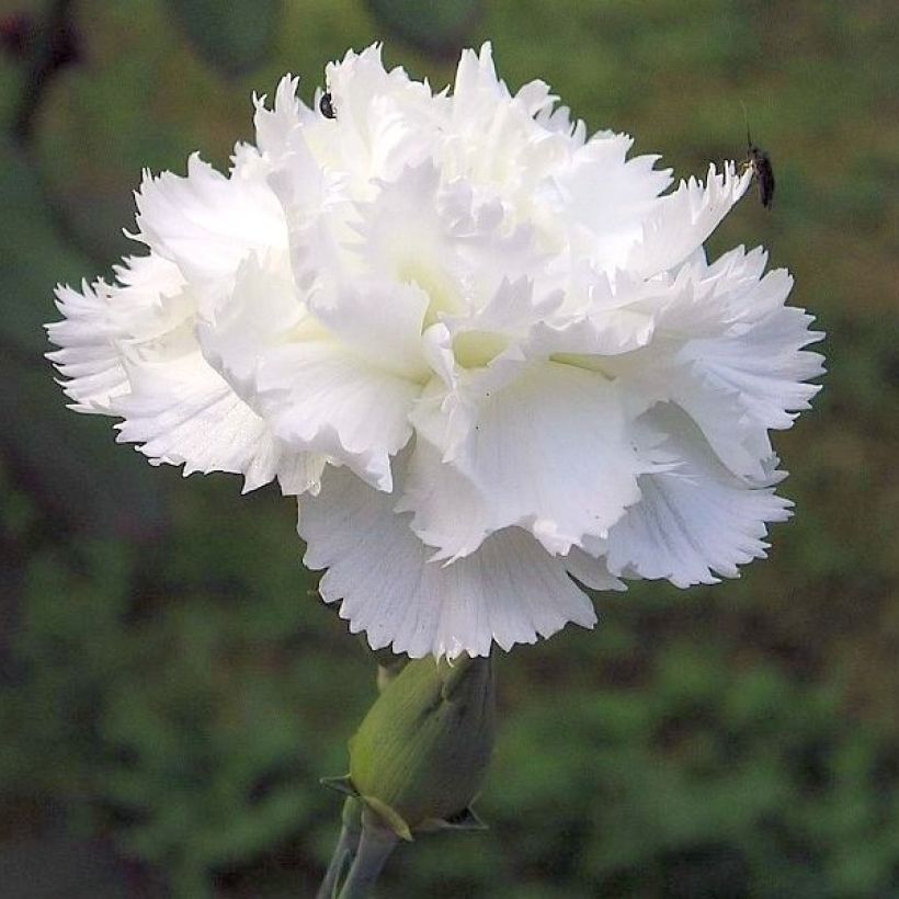Dianthus plumarius Flore Pleno Albus (Floração)