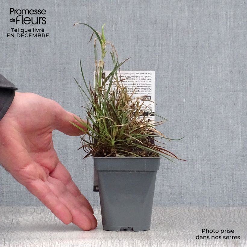 Amostra de Dianthus plumarius Gran's Favorite Vaso de 8/9 cm tal como entregue no inverno