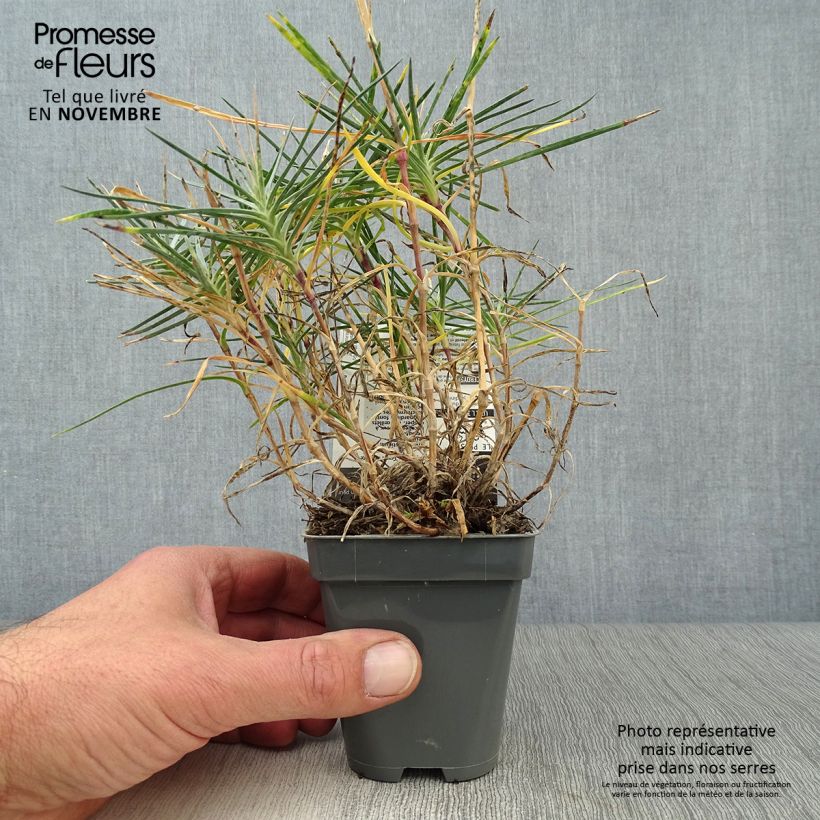 Amostra de Dianthus plumarius Gran's Favorite Vaso de 8/9 cm tal como entregue no outono