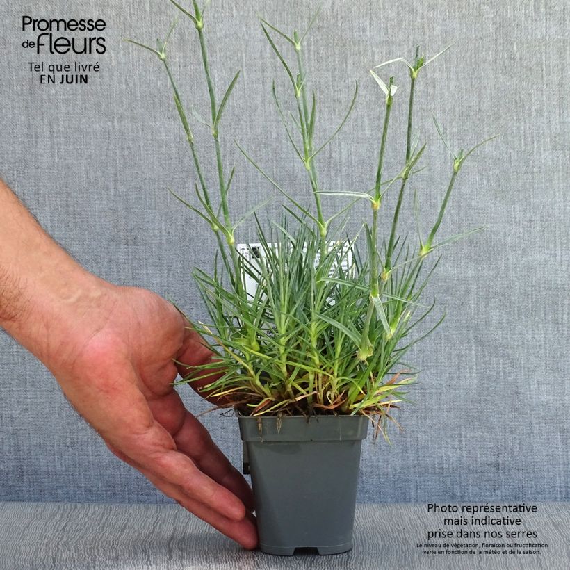 Amostra de Dianthus plumarius Gran's Favorite Vaso de 8/9 cm tal como entregue no verão