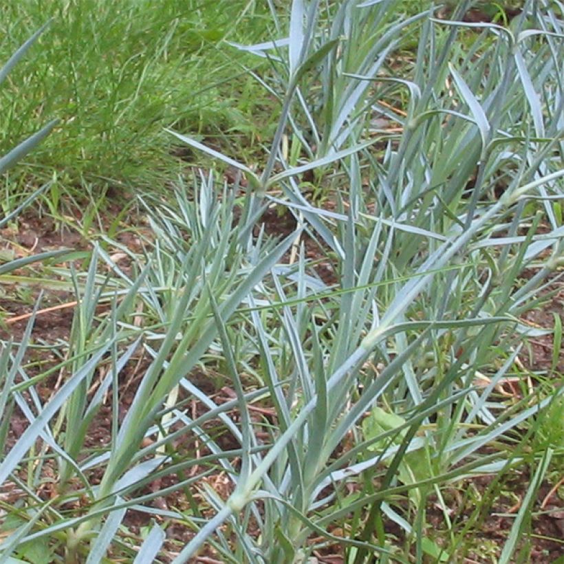Dianthus plumarius Haytor white (Folhagem)