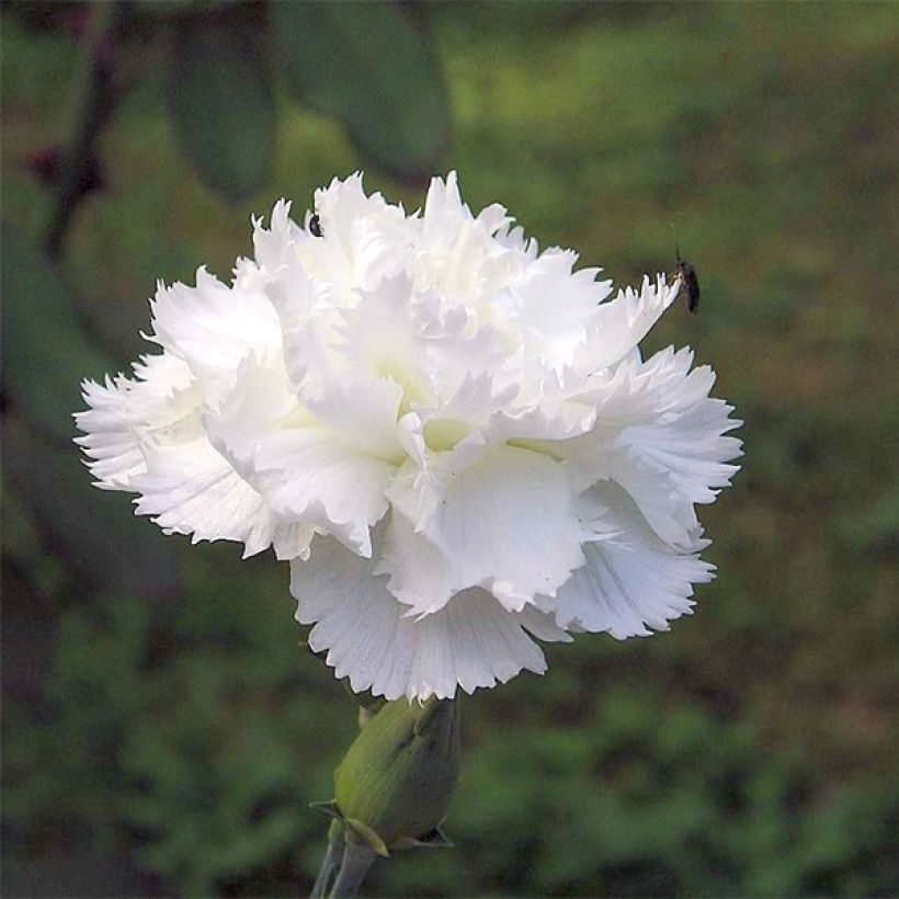 Dianthus plumarius Haytor white (Floração)