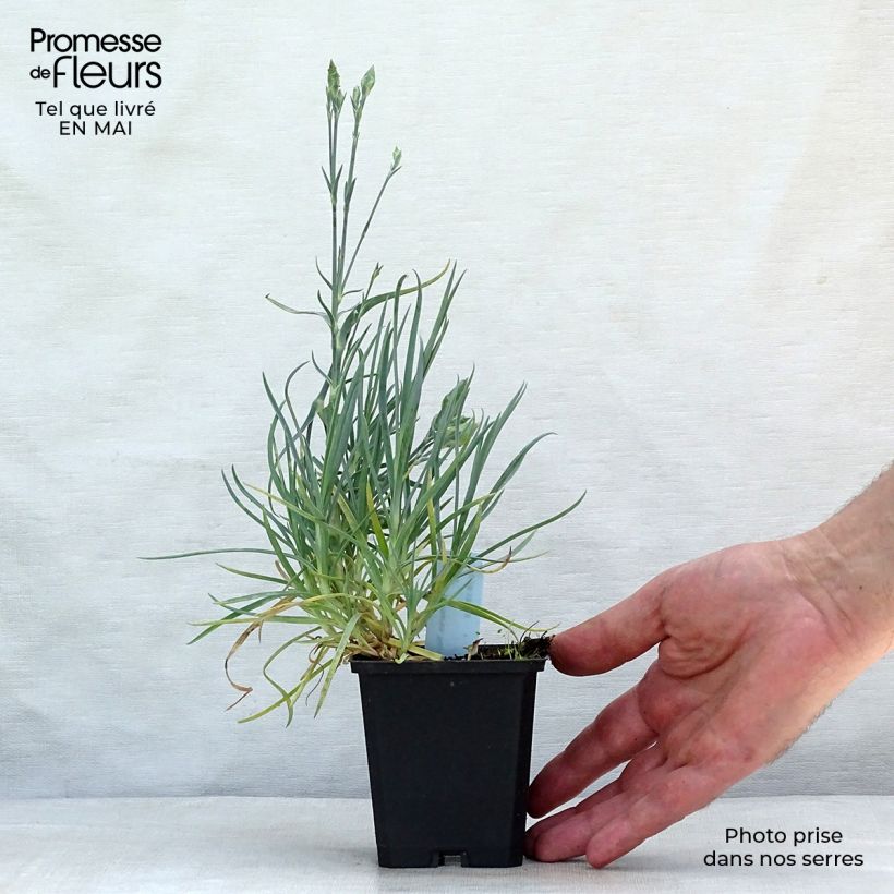 Amostra de Dianthus plumarius Haytor white Vaso de 8/9 cm tal como entregue na primavera