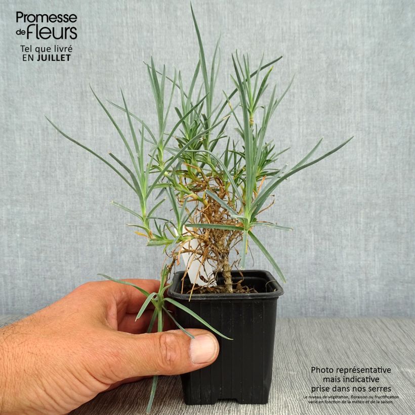 Amostra de Dianthus plumarius Haytor white Vaso de 8/9 cm tal como entregue no verão