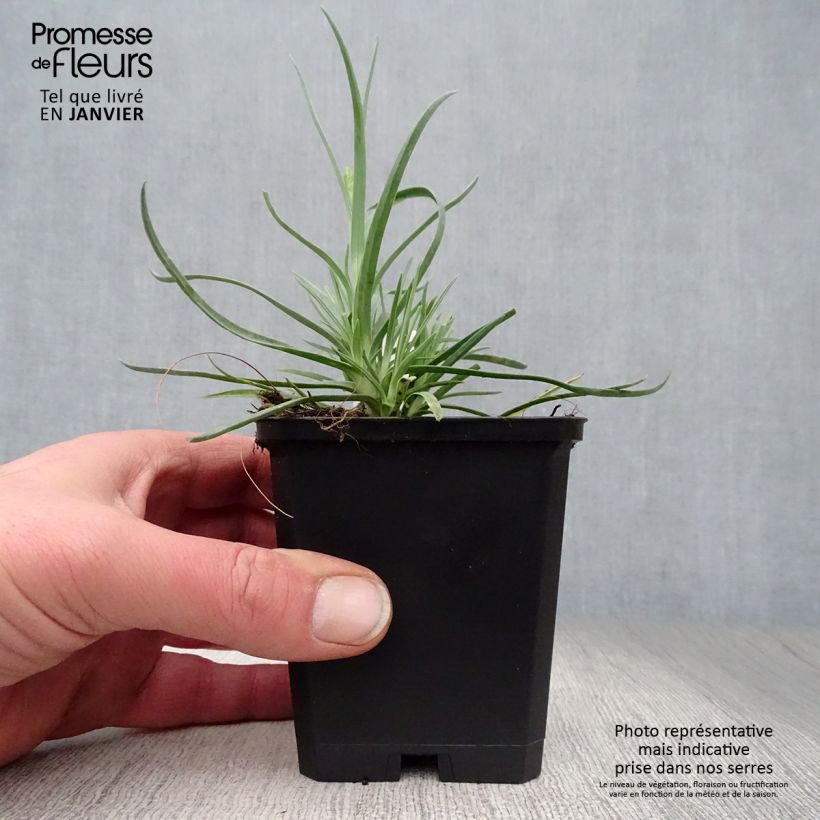 Amostra de Dianthus plumarius Haytor white - Oeillet mignardise blanc Vaso de 8/9 cm tal como entregue no inverno