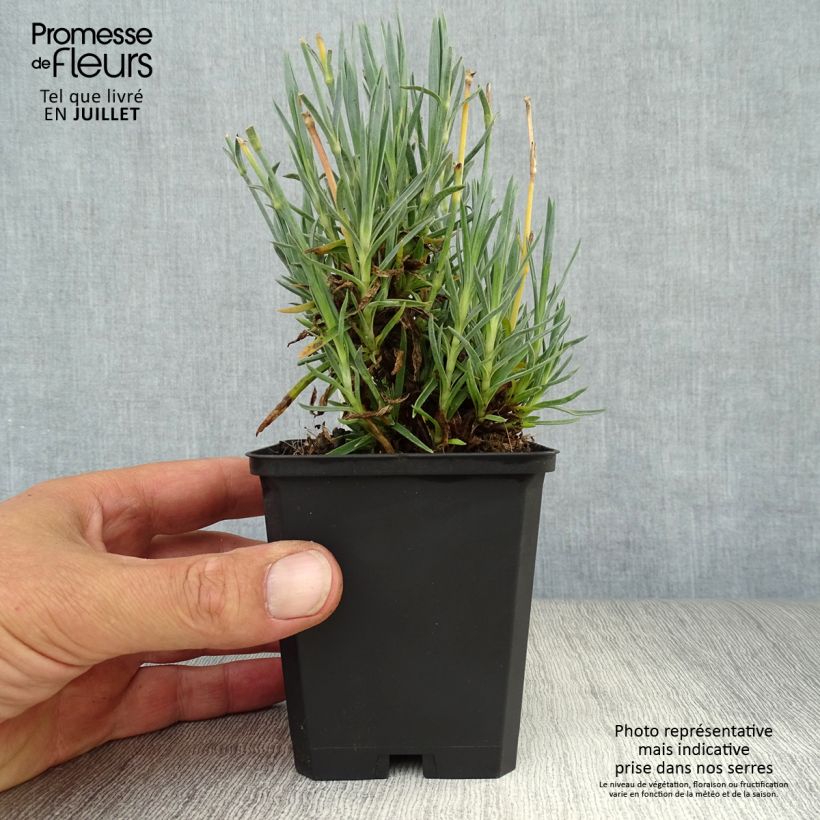 Amostra de Dianthus plumarius Heidi Vaso de 8/9 cm tal como entregue no verão